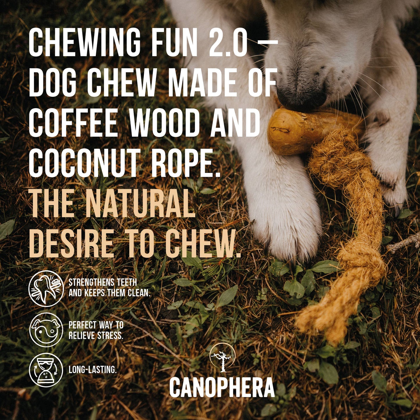 Dog Chew Made of Coffee Wood and Coconut Rope.